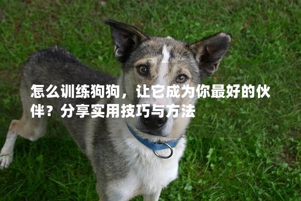 怎么训练狗狗，让它成为你最好的伙伴？分享实用技巧与方法