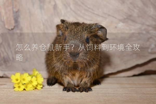 怎么养仓鼠新手？从饲料到环境全攻略