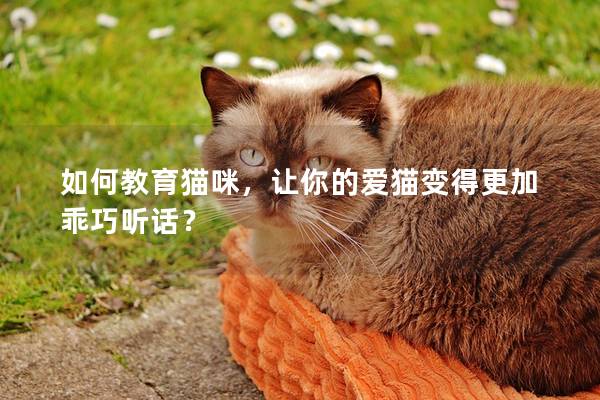 如何教育猫咪，让你的爱猫变得更加乖巧听话？