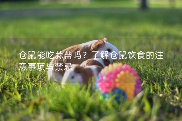 仓鼠能吃蒜苔吗？了解仓鼠饮食的注意事项与禁忌