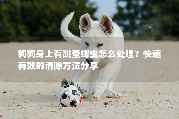 狗狗身上有跳蚤蜱虫怎么处理？快速有效的清除方法分享