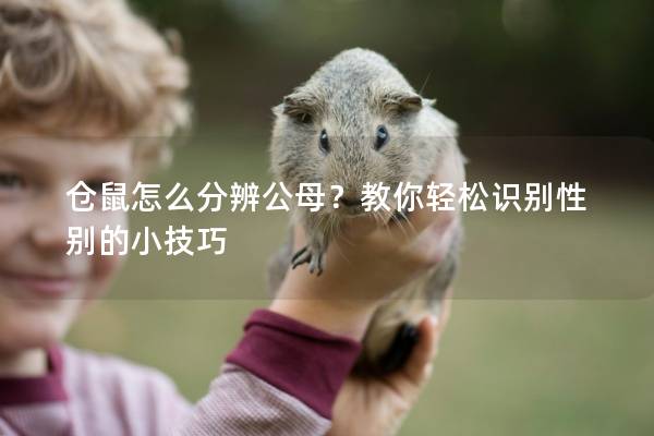 仓鼠怎么分辨公母？教你轻松识别性别的小技巧