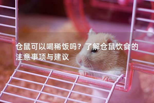 仓鼠可以喝稀饭吗？了解仓鼠饮食的注意事项与建议