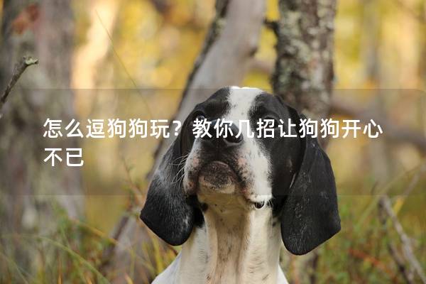 怎么逗狗狗玩？教你几招让狗狗开心不已