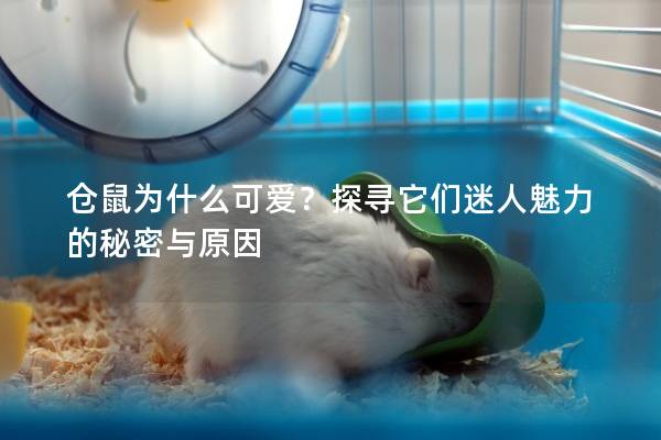 仓鼠为什么可爱？探寻它们迷人魅力的秘密与原因