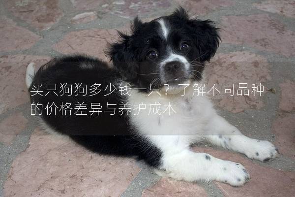 买只狗狗多少钱一只?了解不同品种的价格差异与养护成本 买只狗狗多少钱一只?了解不同品种的价格差异与养护成本