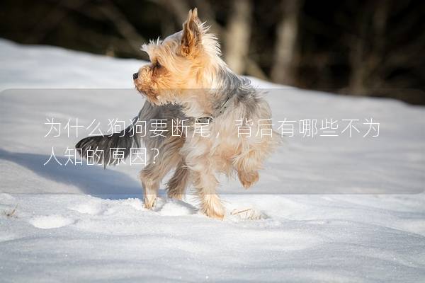 为什么狗狗要断尾，背后有哪些不为人知的原因？