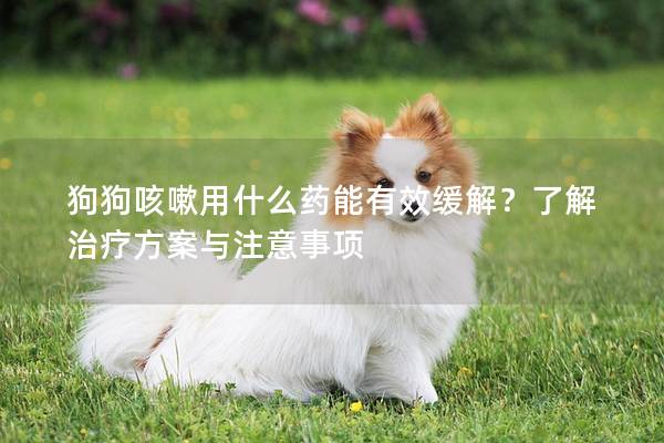 狗狗咳嗽用什么药能有效缓解？了解治疗方案与注意事项