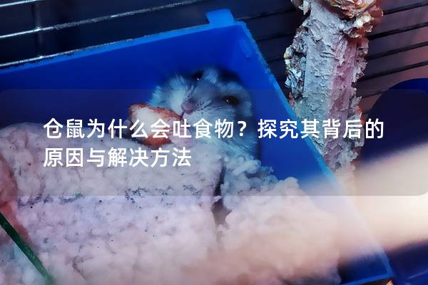 仓鼠为什么会吐食物？探究其背后的原因与解决方法