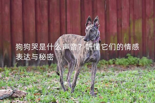 狗狗哭是什么声音？听懂它们的情感表达与秘密