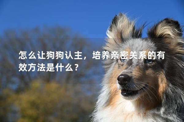 怎么让狗狗认主，培养亲密关系的有效方法是什么？