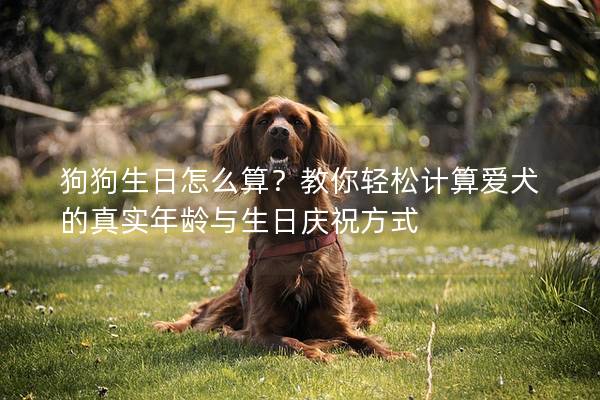狗狗生日怎么算？教你轻松计算爱犬的真实年龄与生日庆祝方式