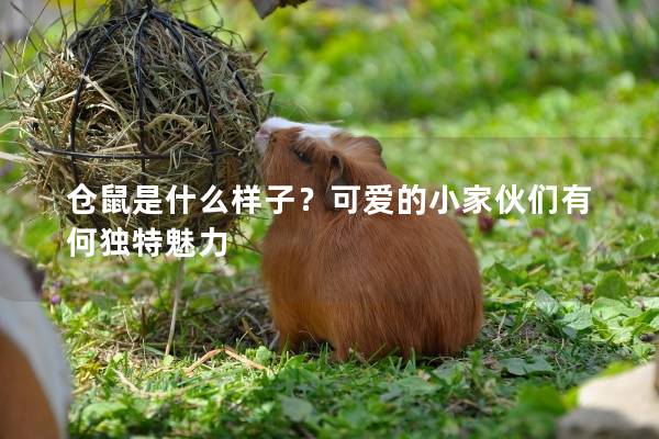 仓鼠是什么样子？可爱的小家伙们有何独特魅力