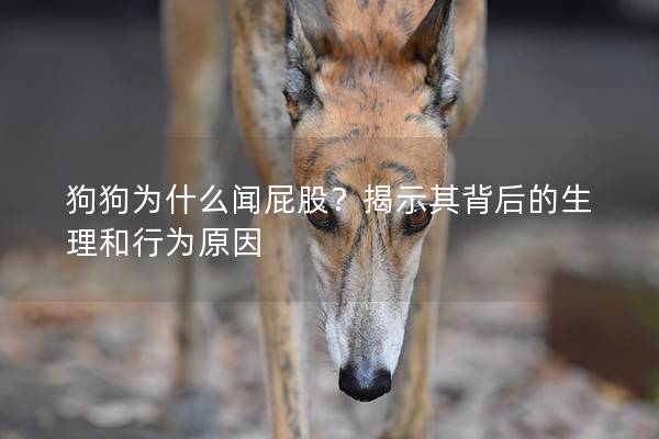 狗狗为什么闻屁股？揭示其背后的生理和行为原因