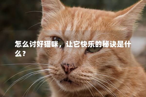 怎么讨好猫咪，让它快乐的秘诀是什么？