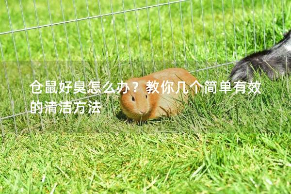 仓鼠好臭怎么办？教你几个简单有效的清洁方法