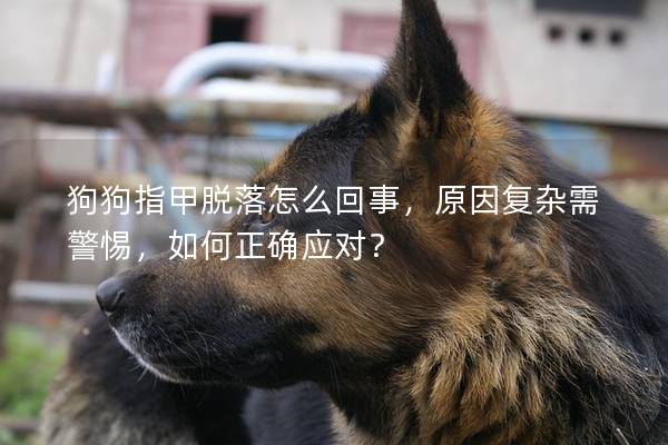 狗狗指甲脱落怎么回事，原因复杂需警惕，如何正确应对？