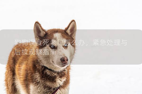 狗狗误食死老鼠怎么办，紧急处理与后续观察指南