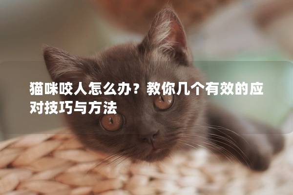 猫咪咬人怎么办？教你几个有效的应对技巧与方法