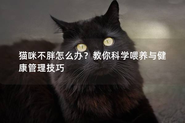 猫咪不胖怎么办？教你科学喂养与健康管理技巧