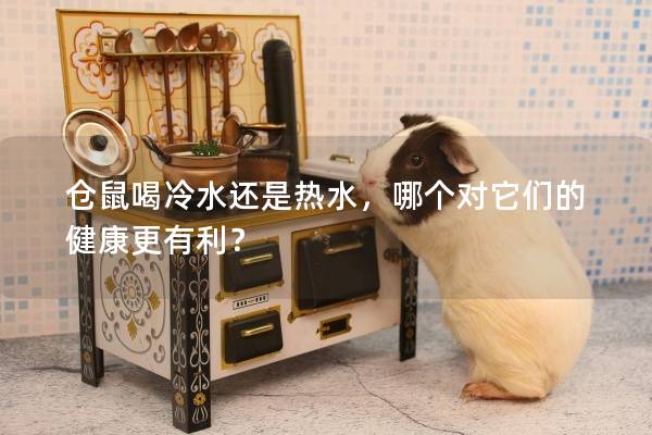 仓鼠喝冷水还是热水,哪个对它们的健康更有利? 仓鼠喝冷水还是热水,哪个对它们的健康更有利?