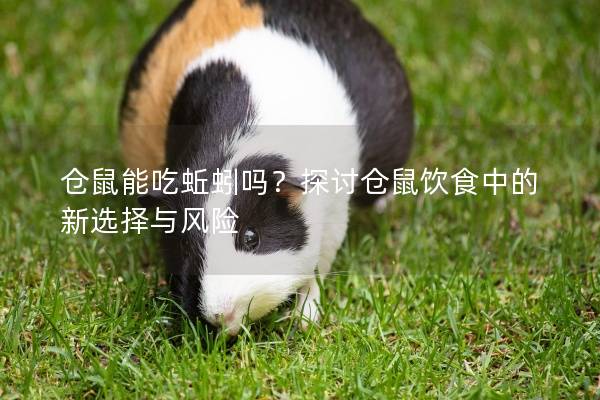 仓鼠能吃蚯蚓吗?探讨仓鼠饮食中的新选择与风险 仓鼠能吃蚯蚓吗?探讨仓鼠饮食中的新选择与风险