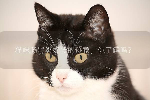猫咪肠胃炎好转的迹象，你了解吗？