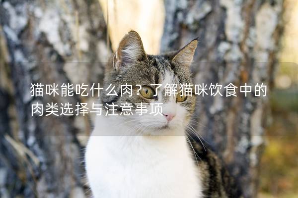猫咪能吃什么肉？了解猫咪饮食中的肉类选择与注意事项