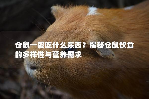 仓鼠一般吃什么东西?揭秘仓鼠饮食的多样性与营养需求 仓鼠一般吃什么东西?揭秘仓鼠饮食的多样性与营养需求