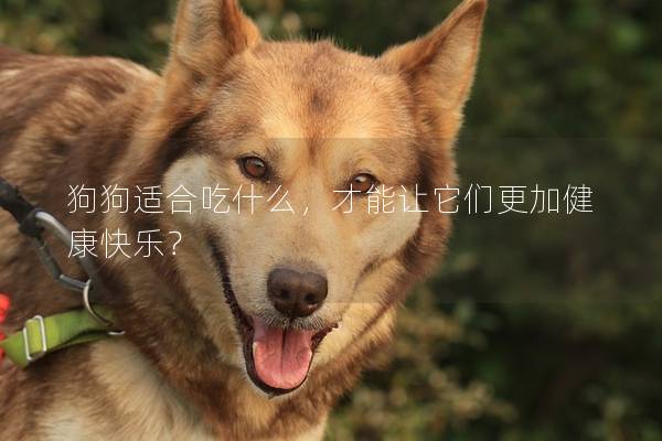狗狗适合吃什么，才能让它们更加健康快乐？