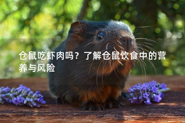 仓鼠吃虾肉吗？了解仓鼠饮食中的营养与风险