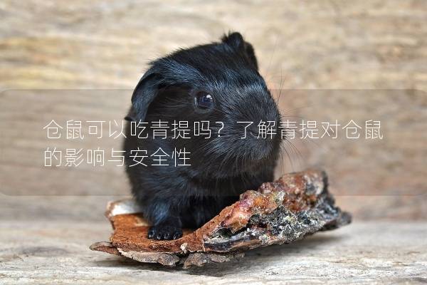 仓鼠可以吃青提吗？了解青提对仓鼠的影响与安全性