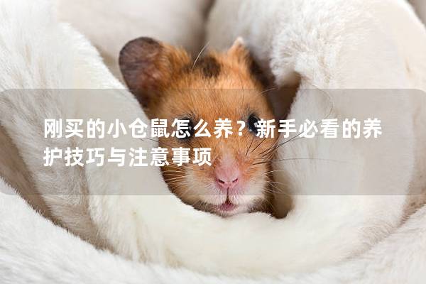 刚买的小仓鼠怎么养？新手必看的养护技巧与注意事项