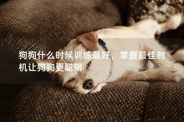 狗狗什么时候训练最好，掌握最佳时机让狗狗更聪明