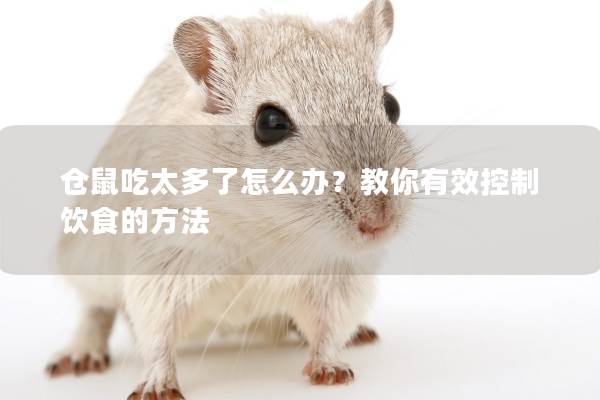 仓鼠吃太多了怎么办？教你有效控制饮食的方法