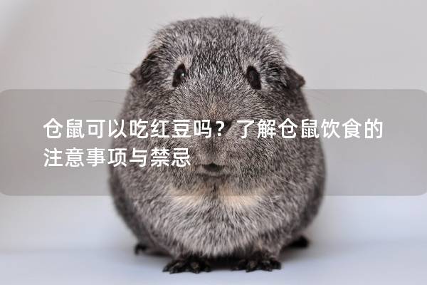 仓鼠可以吃红豆吗？了解仓鼠饮食的注意事项与禁忌