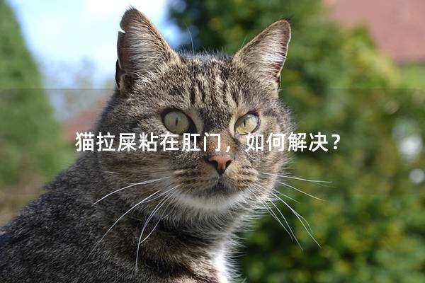 猫拉屎粘在肛门，如何解决？