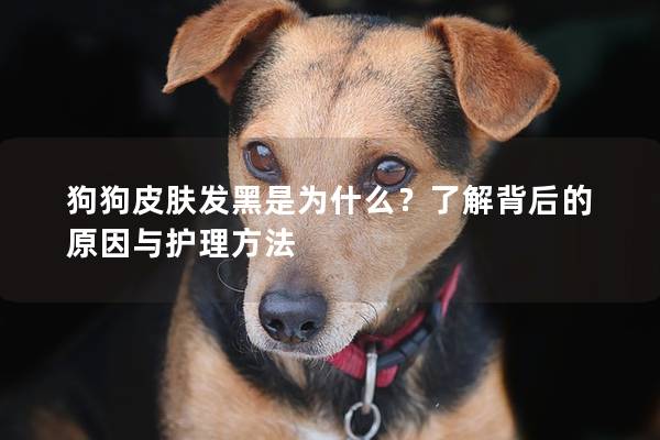 狗狗皮肤发黑是为什么？了解背后的原因与护理方法