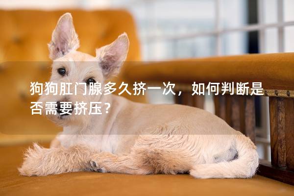 狗狗肛门腺多久挤一次，如何判断是否需要挤压？