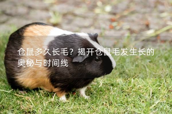 仓鼠多久长毛？揭开仓鼠毛发生长的奥秘与时间线