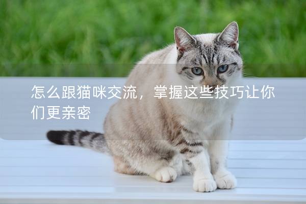 怎么跟猫咪交流，掌握这些技巧让你们更亲密