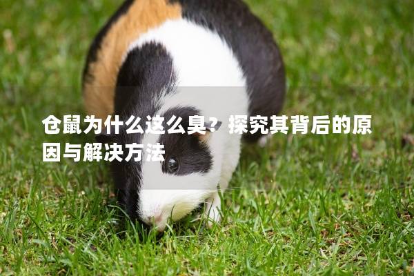 仓鼠为什么这么臭?探究其背后的原因与解决方法 仓鼠为什么这么臭?探究其背后的原因与解决方法