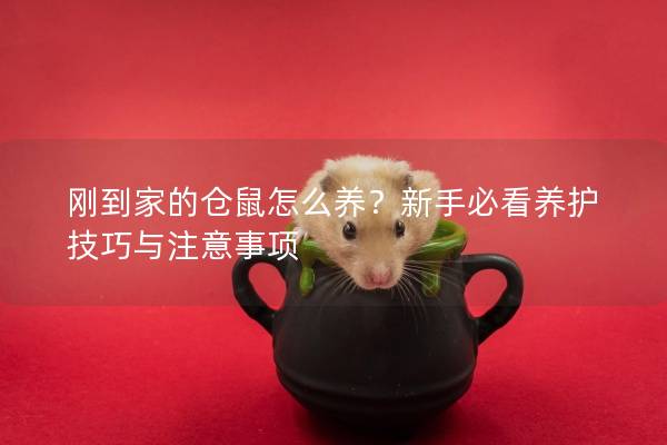 刚到家的仓鼠怎么养？新手必看养护技巧与注意事项