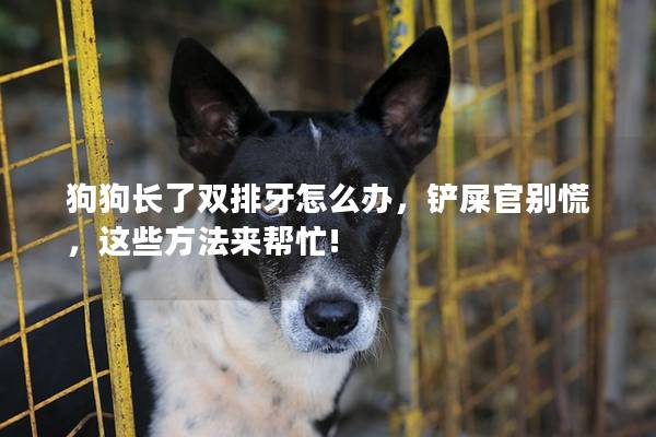 狗狗长了双排牙怎么办，铲屎官别慌，这些方法来帮忙!