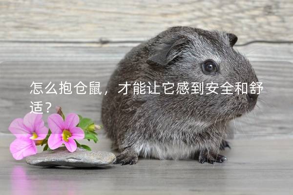 怎么抱仓鼠,才能让它感到安全和舒适? 怎么抱仓鼠,才能让它感到安全和舒适?