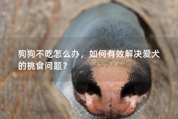狗狗不吃怎么办，如何有效解决爱犬的挑食问题？