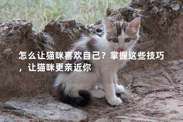 怎么让猫咪喜欢自己？掌握这些技巧，让猫咪更亲近你