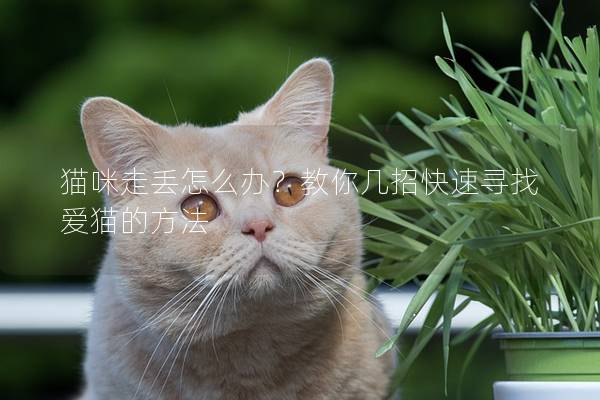 猫咪走丢怎么办?教你几招快速寻找爱猫的方法 猫咪走丢怎么办?教你几招快速寻找爱猫的方法