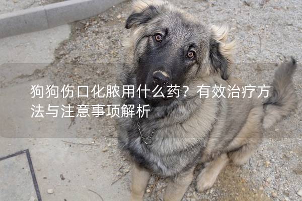 狗狗伤口化脓用什么药？有效治疗方法与注意事项解析