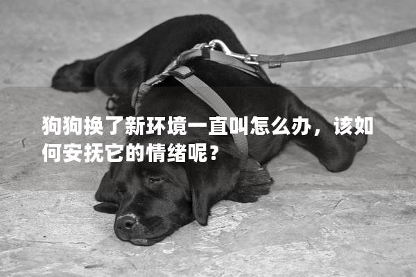 狗狗换了新环境一直叫怎么办，该如何安抚它的情绪呢？